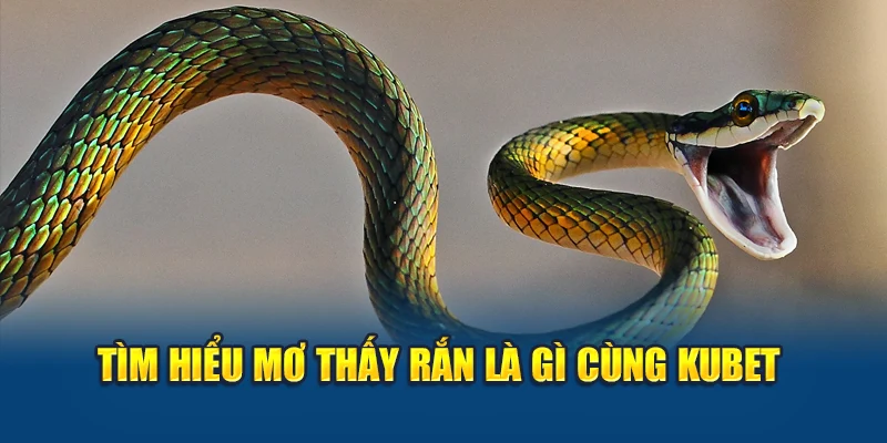 Tìm hiểu mơ thấy rắn là gì cùng Kubet